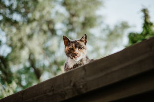 如何给猫起名如何给猫起名子